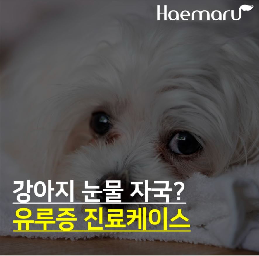 진료케이스 이미지