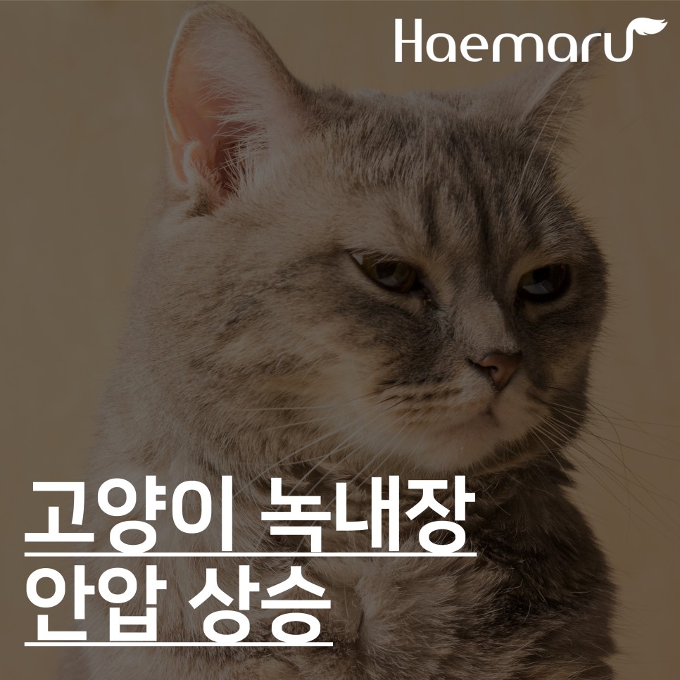 진료케이스 이미지