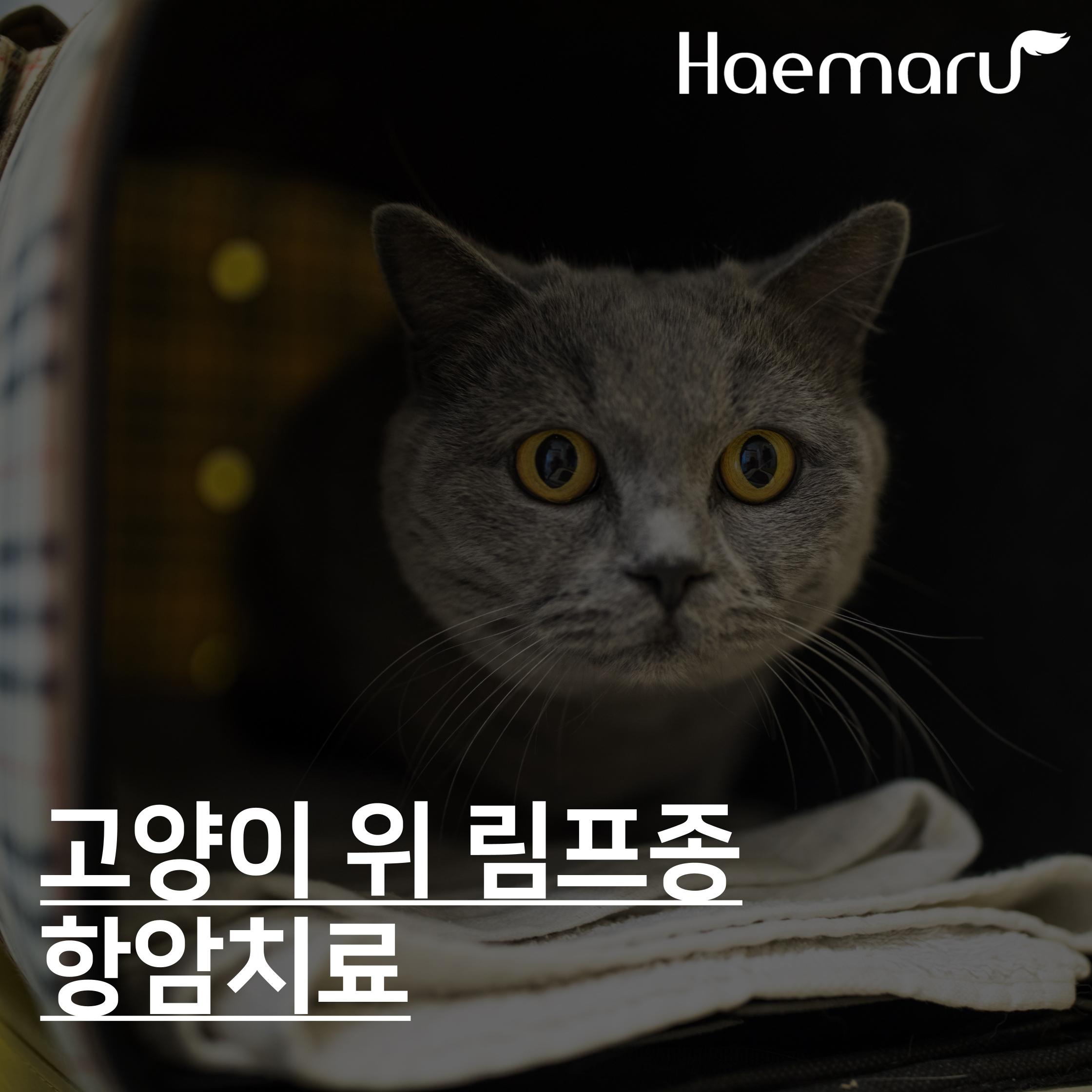 진료케이스 이미지