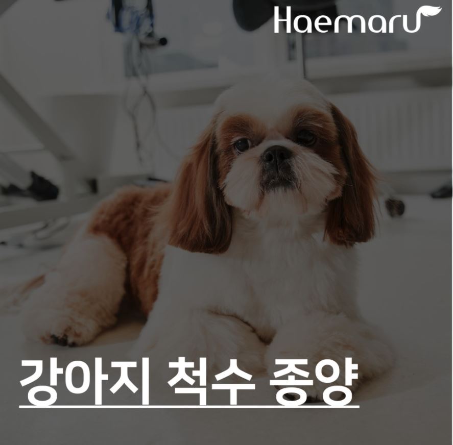 진료케이스 이미지