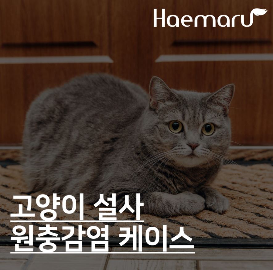 진료케이스 이미지