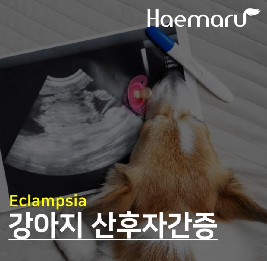 강아지 산후자간증 (Eclampsia) 응급진료 썸네일