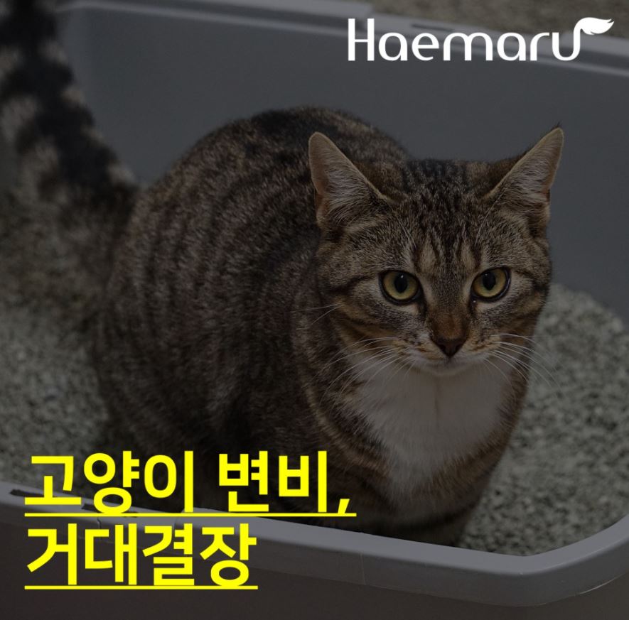 진료케이스 이미지