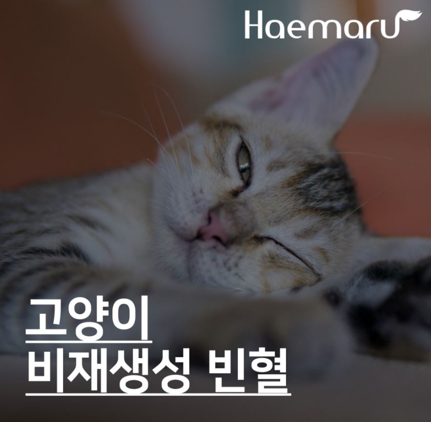 진료케이스 이미지