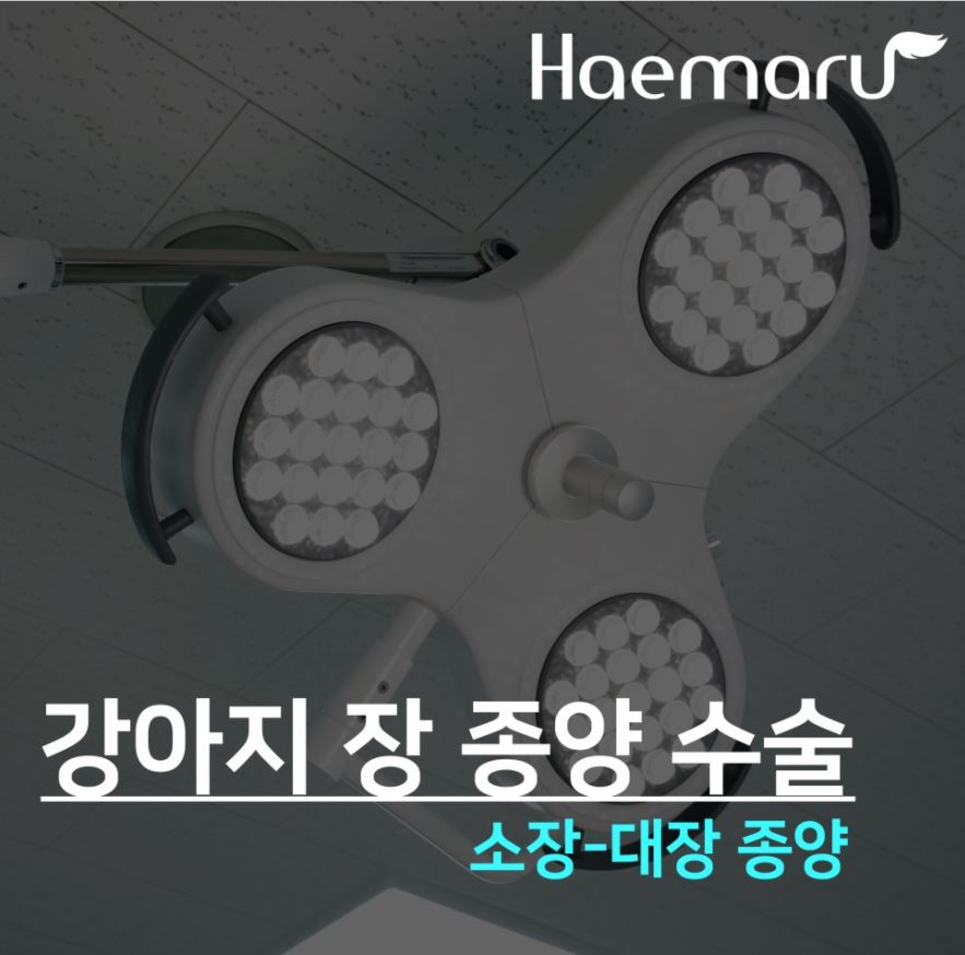 진료케이스 이미지