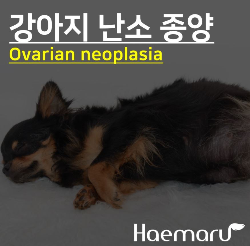 진료케이스 이미지