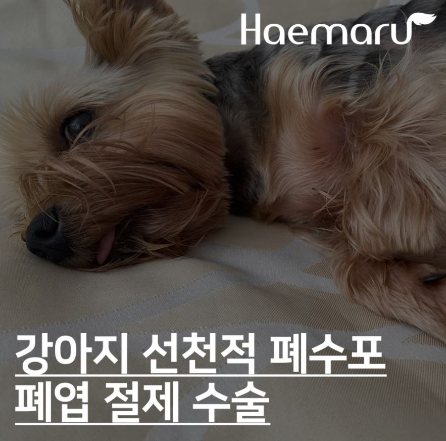 진료케이스 이미지