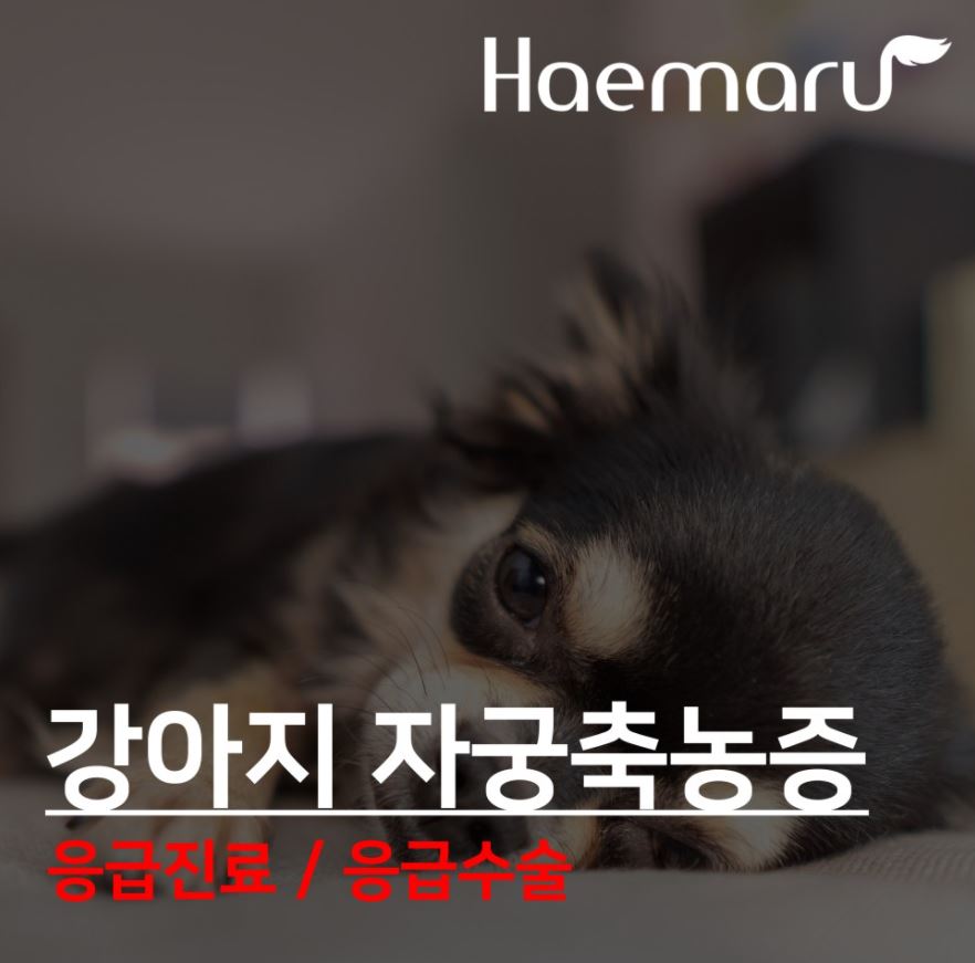 진료케이스 이미지