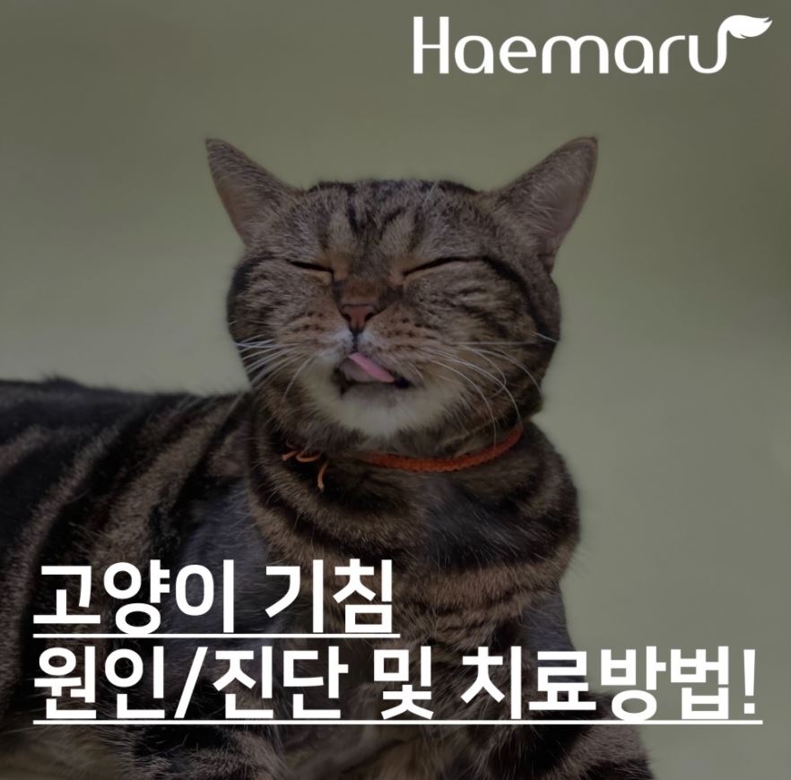 진료케이스 이미지