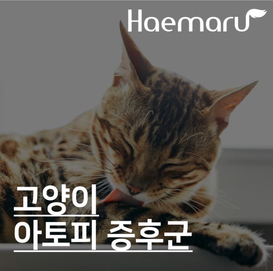 진료케이스 이미지