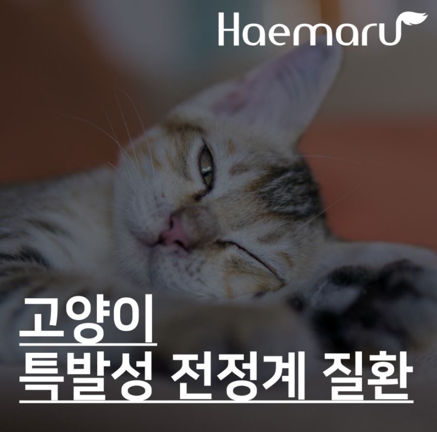 진료케이스 이미지