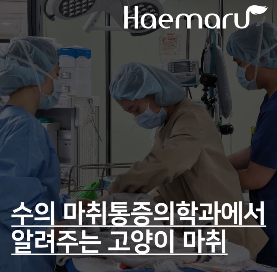 진료케이스 이미지