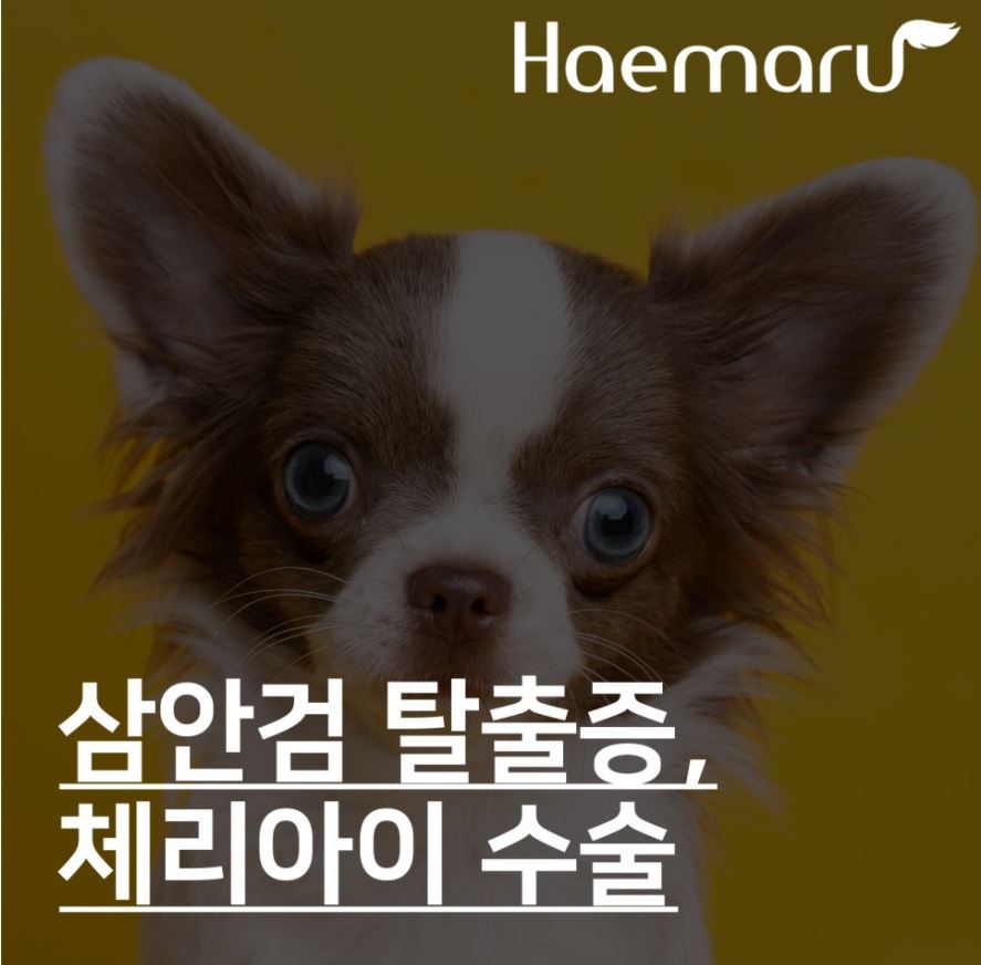 진료케이스 이미지