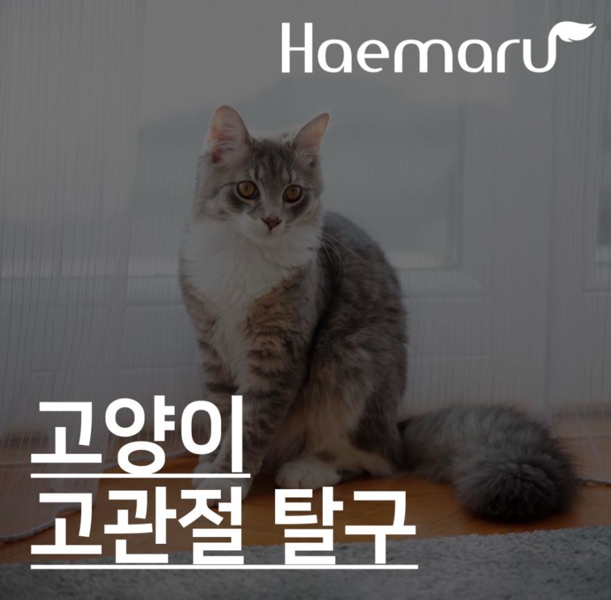 진료케이스 이미지