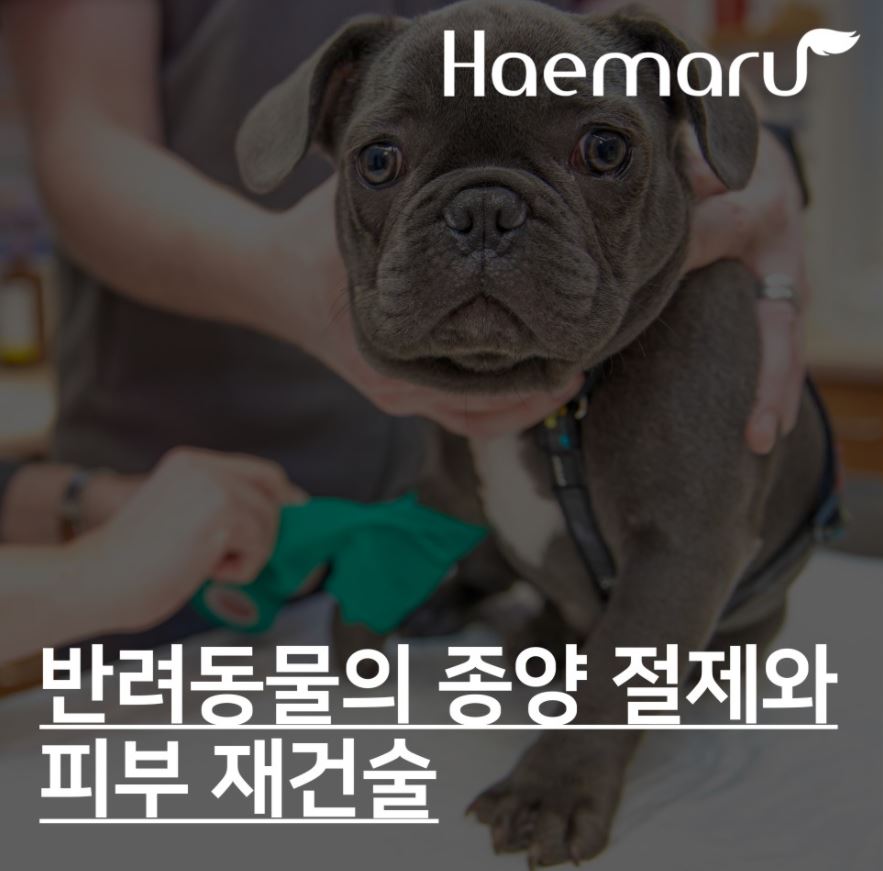 진료케이스 이미지