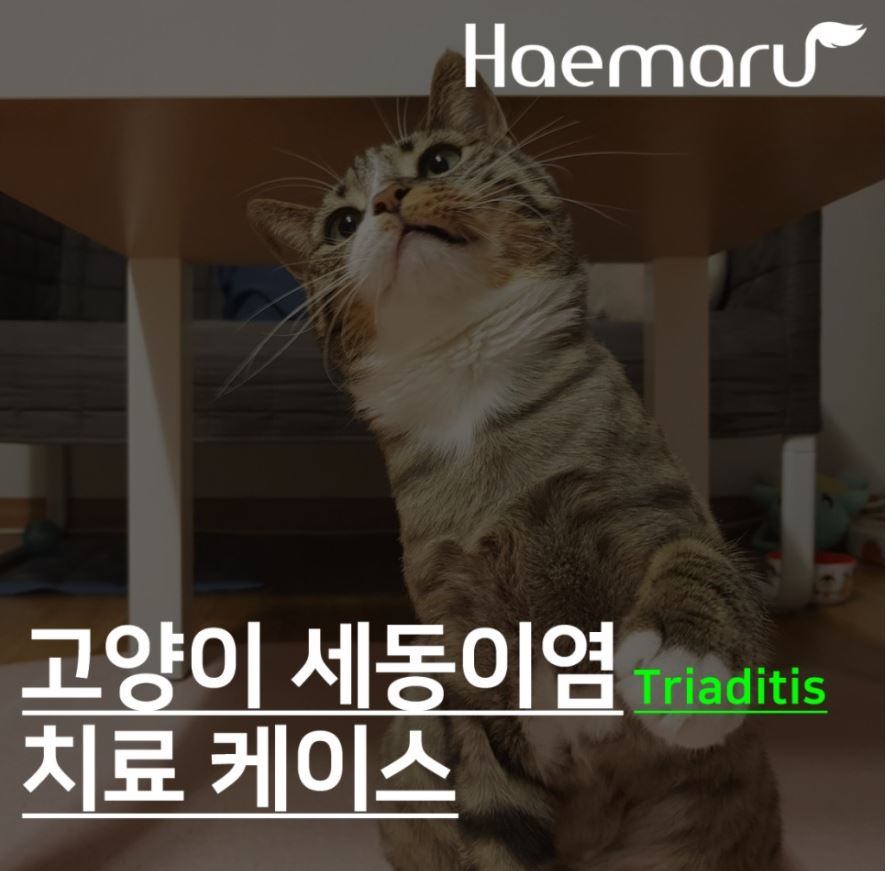 진료케이스 이미지