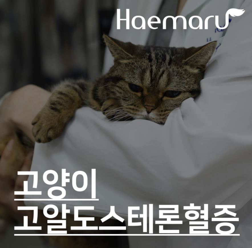 진료케이스 이미지