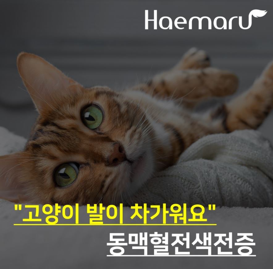 진료케이스 이미지