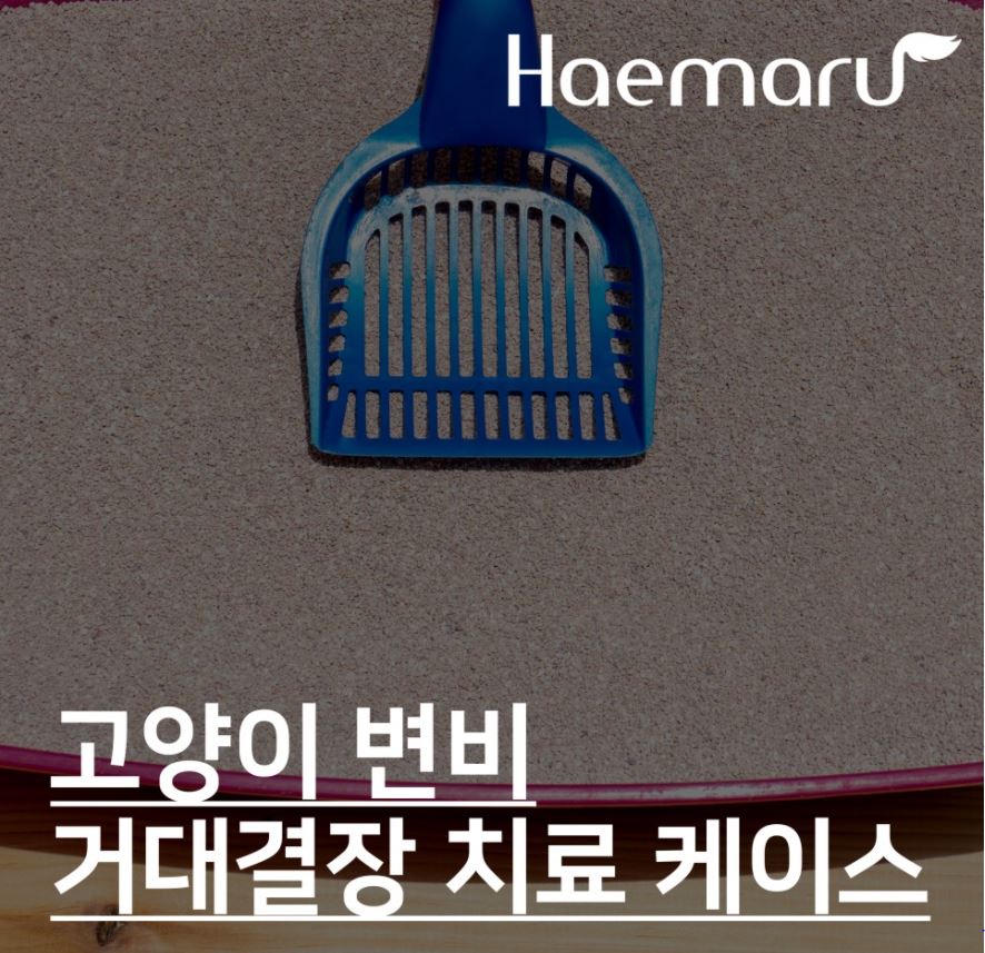 진료케이스 이미지