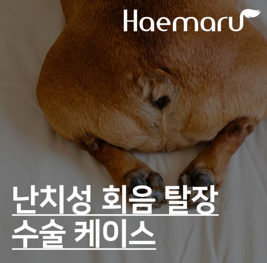 진료케이스 이미지