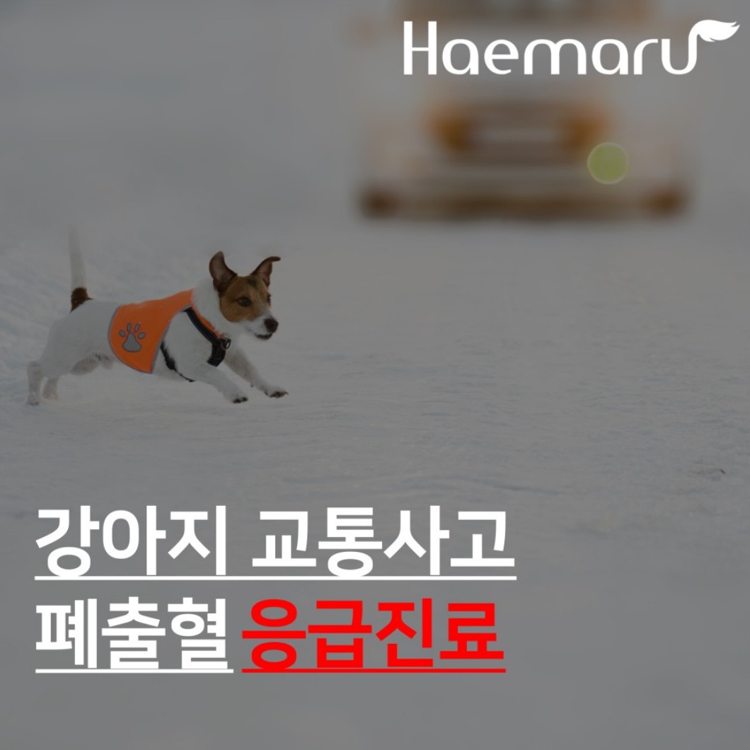 진료케이스 이미지