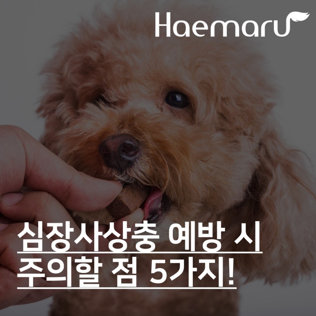 강아지 심장사상충 예방약 주의할 점 5가지! 썸네일