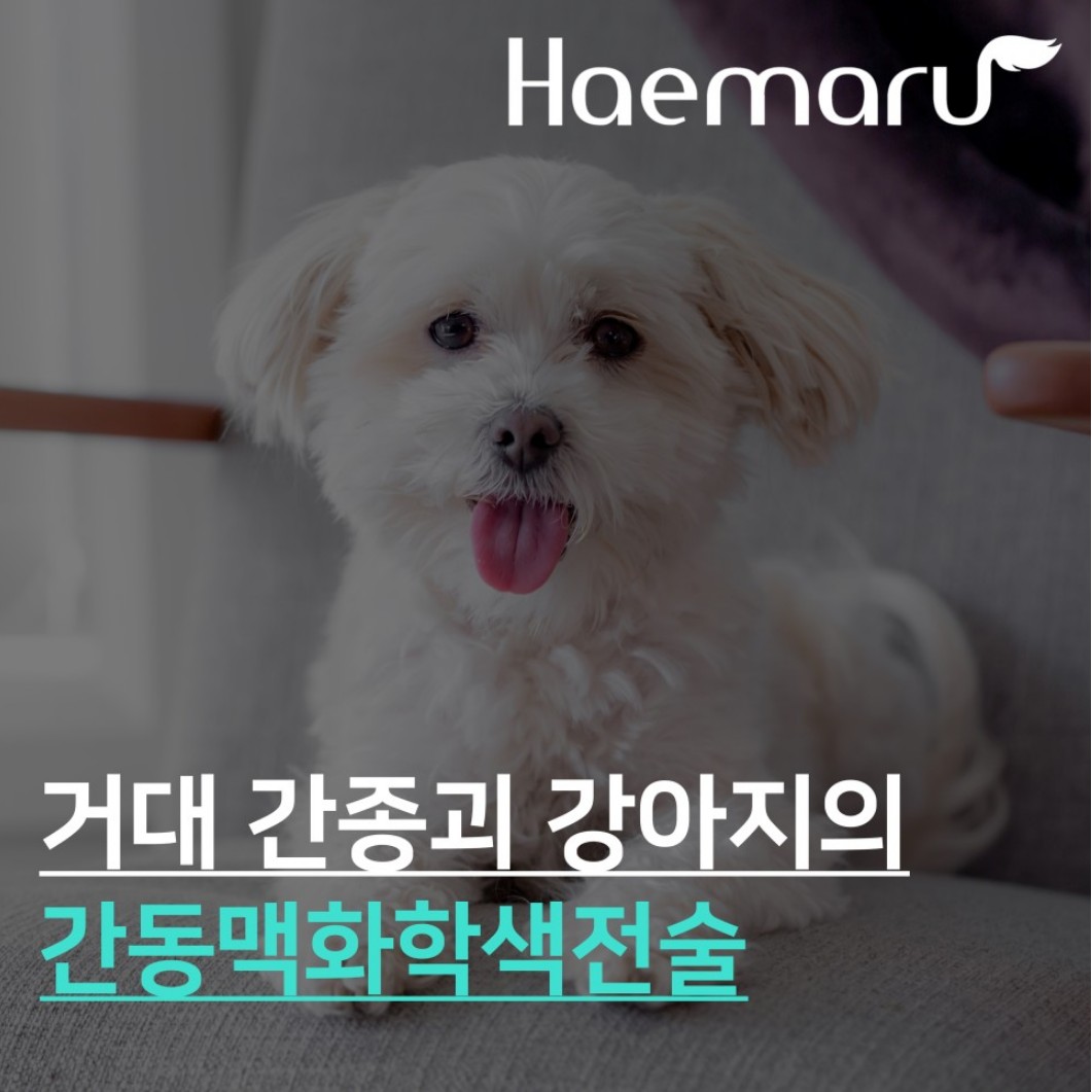 진료케이스 이미지