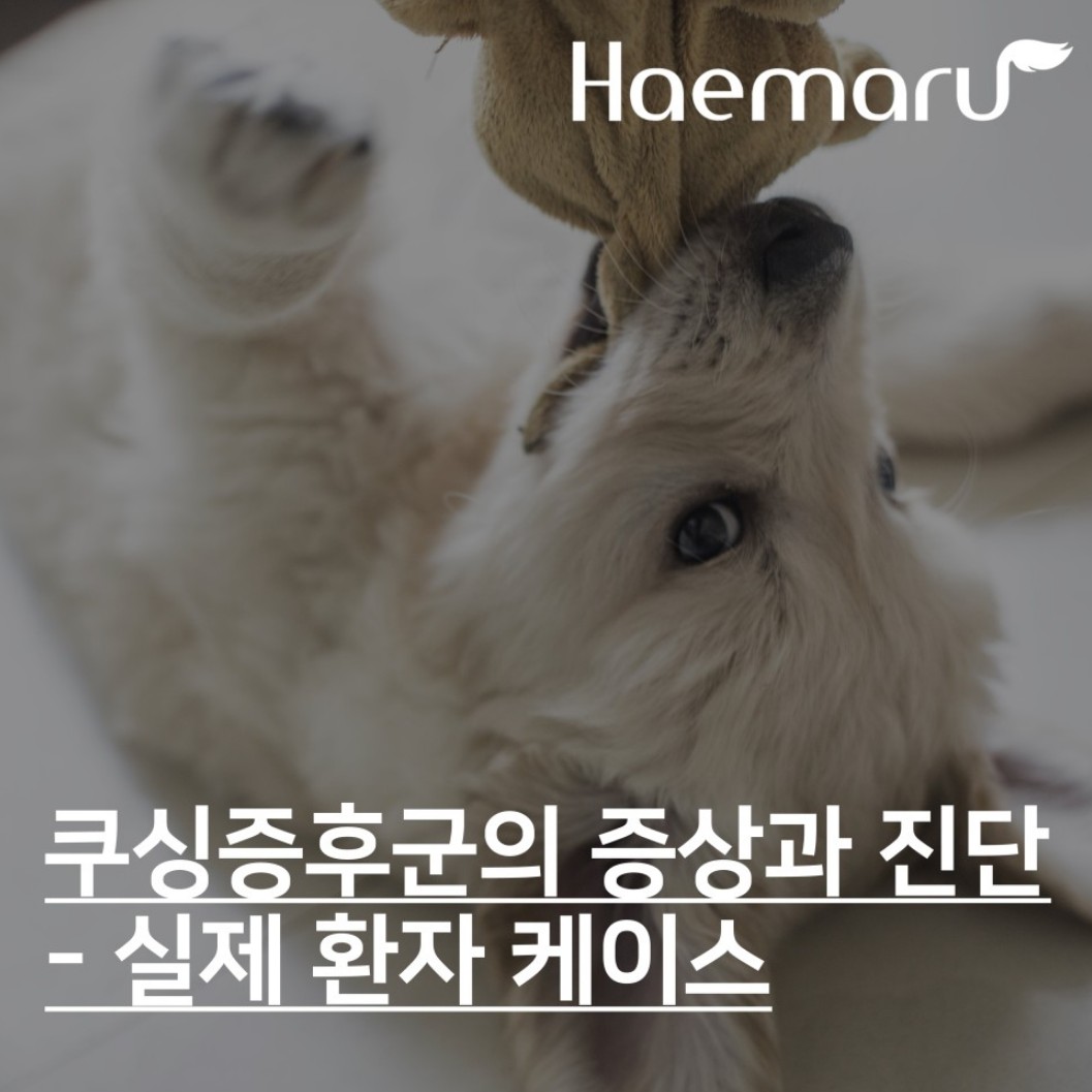 진료케이스 이미지