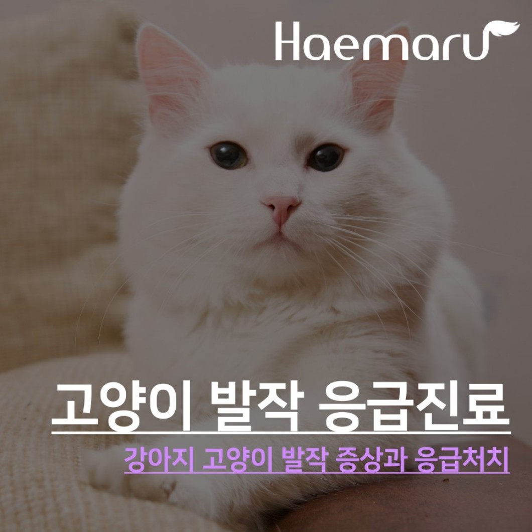 진료케이스 이미지