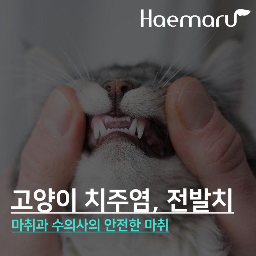 진료케이스 이미지