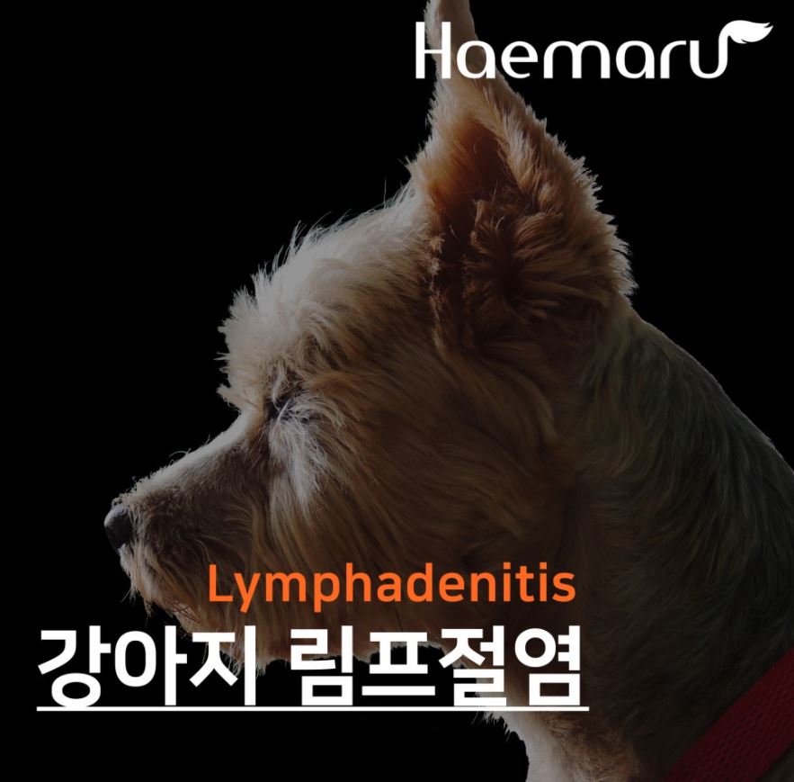 강아지 림프절염 Lymphadenitis 진단 및 치료 사례 썸네일
