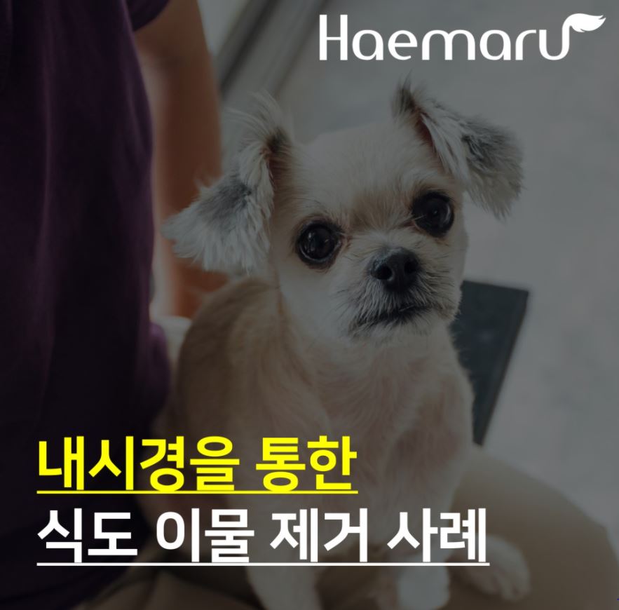 진료케이스 이미지