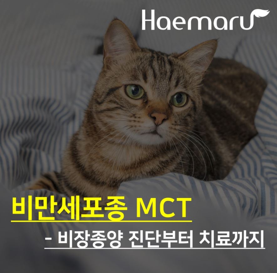 고양이 비만세포종 MCT 진단 및 치료 사례 썸네일