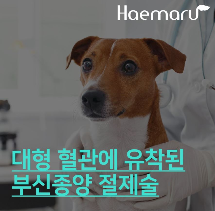 강아지 대형혈관에 유착된 부신종괴, 부신종양 절제술 썸네일