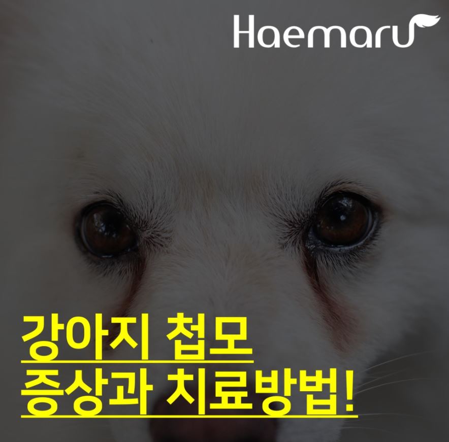 진료케이스 이미지