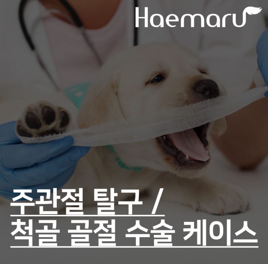 강아지 낙상 환자의 주관절 탈구 및 척골 골절 수술 썸네일