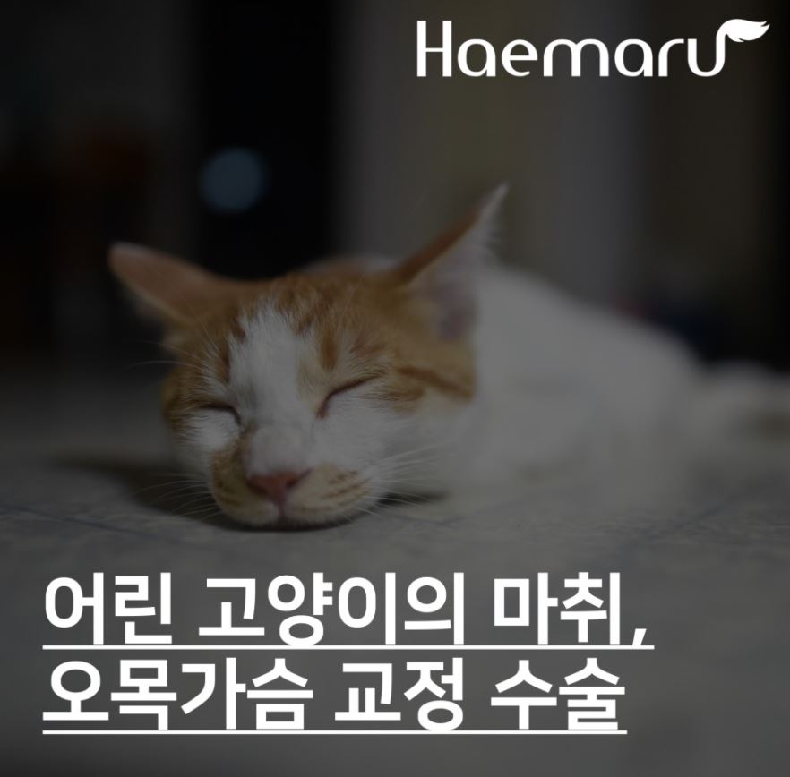 진료케이스 이미지