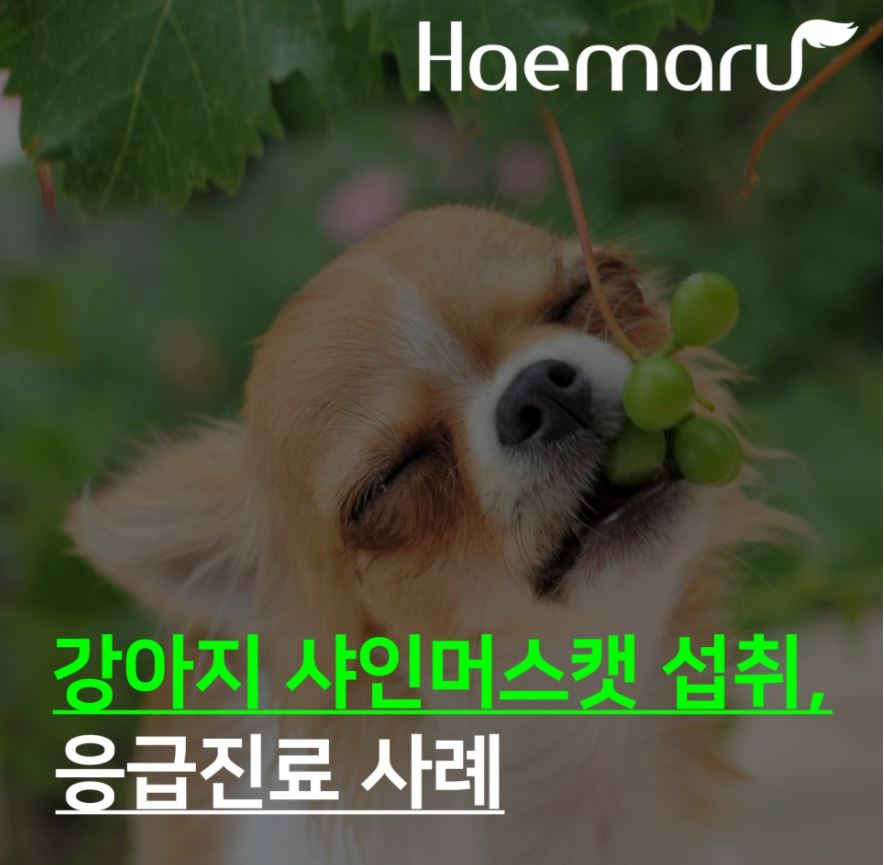 진료케이스 이미지