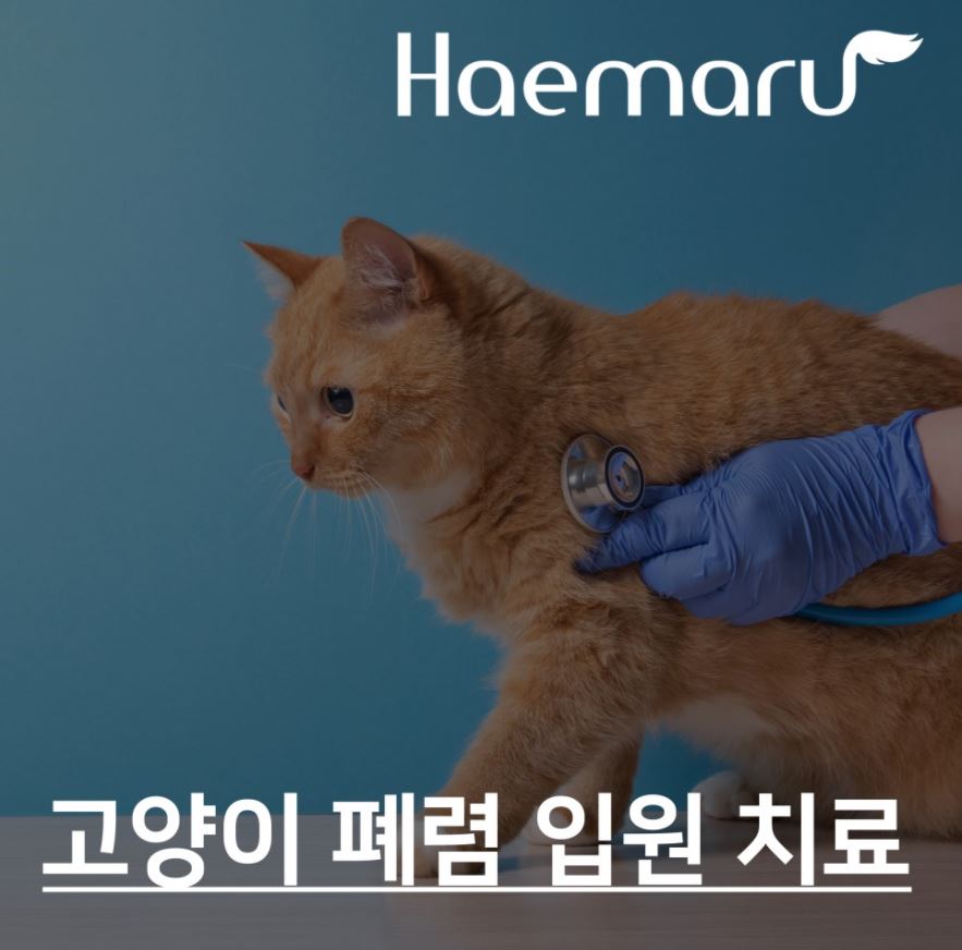 진료케이스 이미지