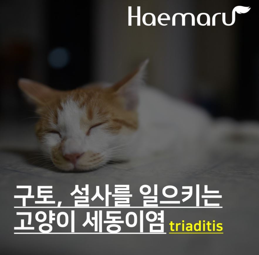 진료케이스 이미지