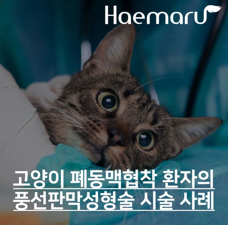 진료케이스 이미지