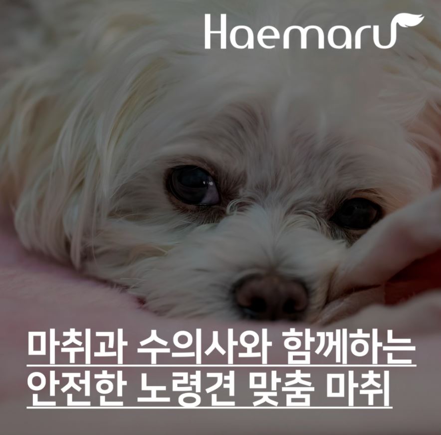 진료케이스 이미지