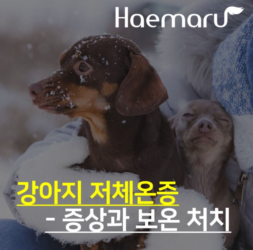 진료케이스 이미지