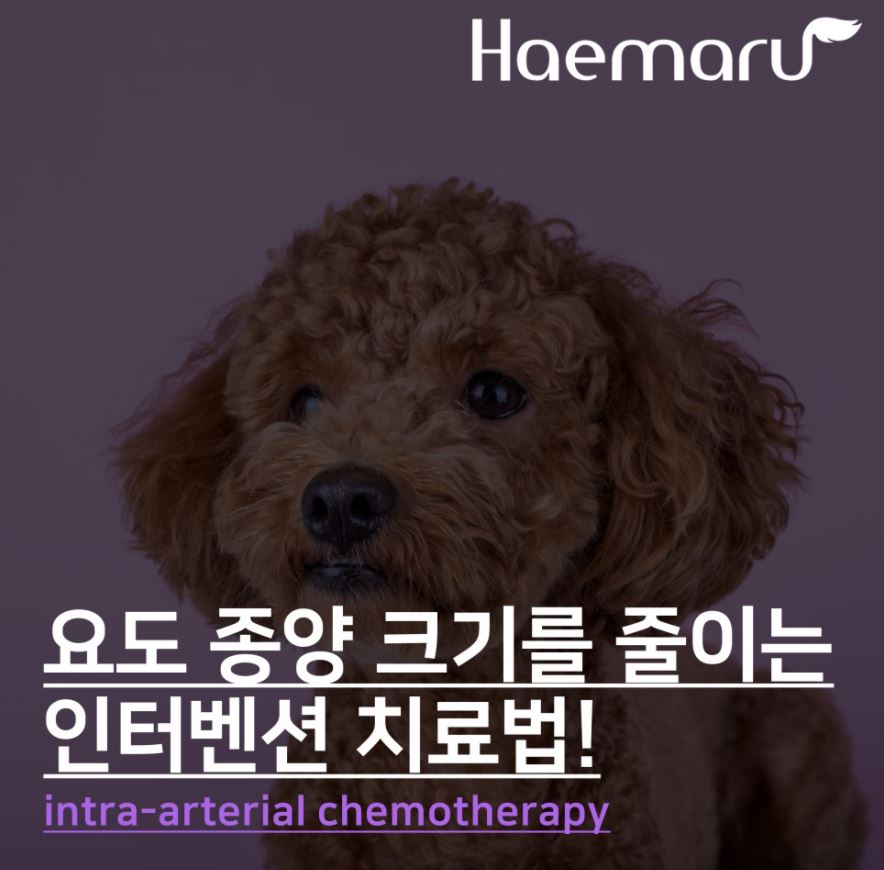 강아지 요도 종양의 인터벤션 치료법, 동맥 내 항암요법 썸네일