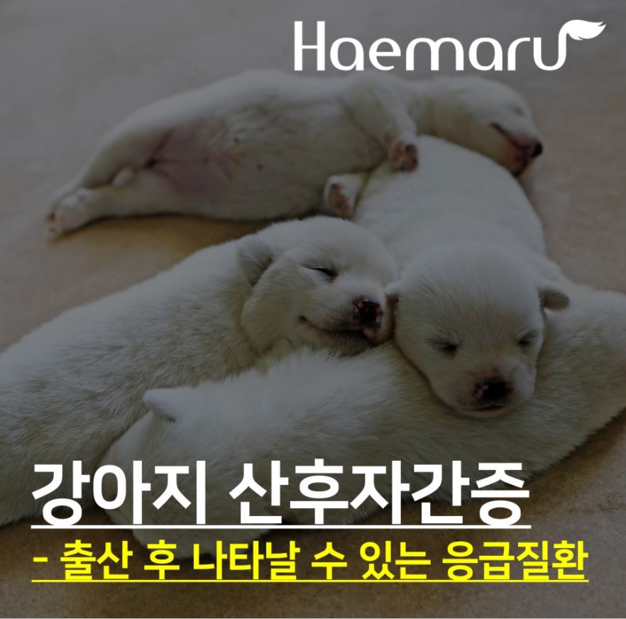 진료케이스 이미지