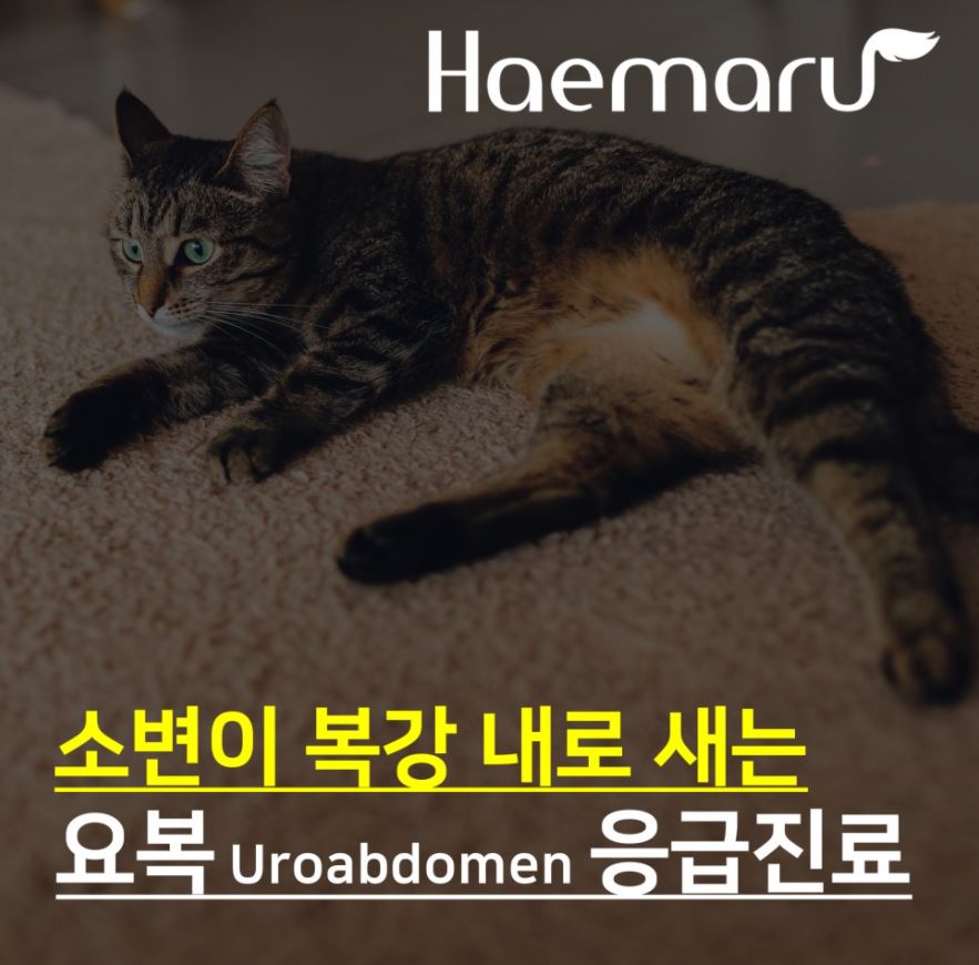 진료케이스 이미지