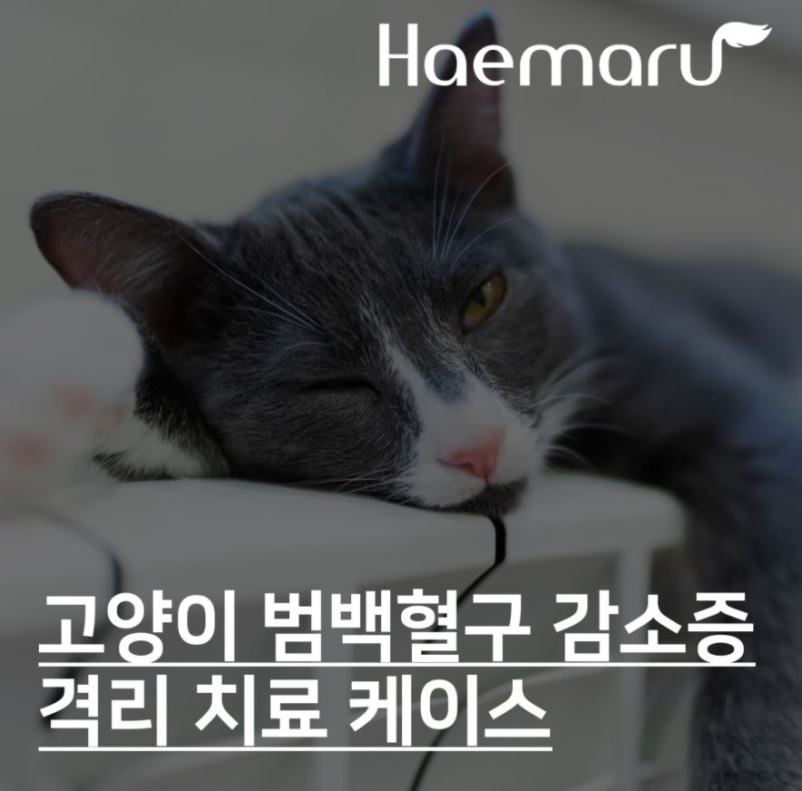 진료케이스 이미지