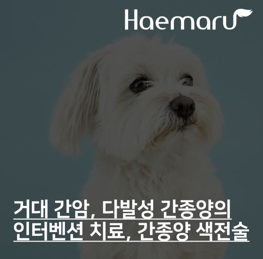 진료케이스 이미지