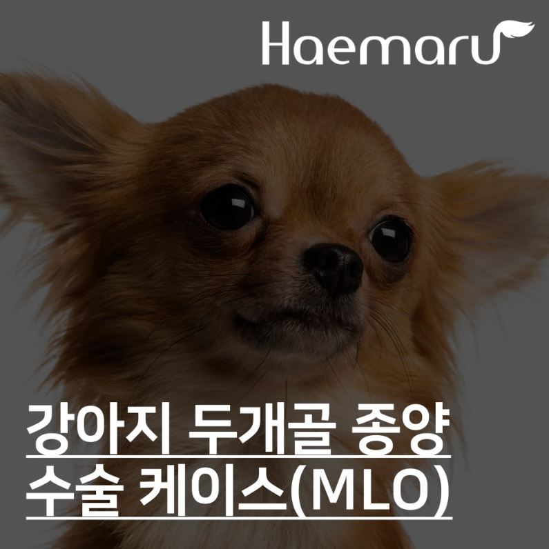 진료케이스 이미지