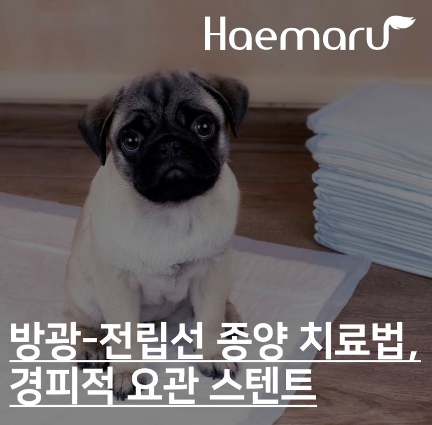 진료케이스 이미지